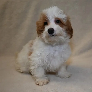 Maltipoo-Welpen