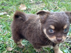 Chihuahua Mix Bild 2