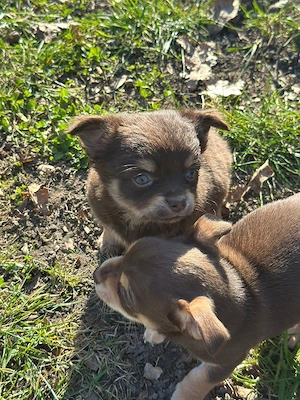 Chihuahua Mix Bild 5
