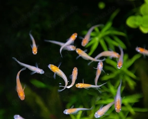 Suche Medaka Fische oder Eier 