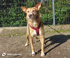 Unsere zarte Seele LEYA sucht ein liebevolles Zuhause  Bild 2
