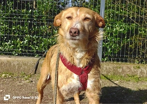 Unsere zarte Seele LEYA sucht ein liebevolles Zuhause 