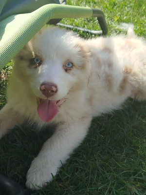 Australian Shepherd Welpen 