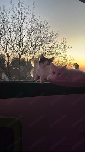 Zwei liebevolle Katzen in gute Hände abzugeben   