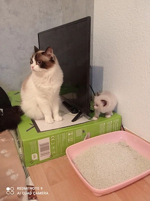 Ragdoll mit Stammbaum 