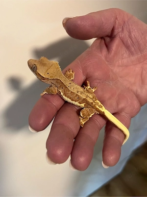 Kronengecko Weibchen