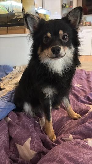 zwergspitz chihuahua  Bild 2