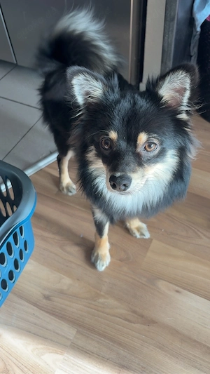 zwergspitz chihuahua 