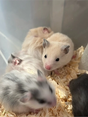 Hamsterkinder suchen ein neues Zuhause