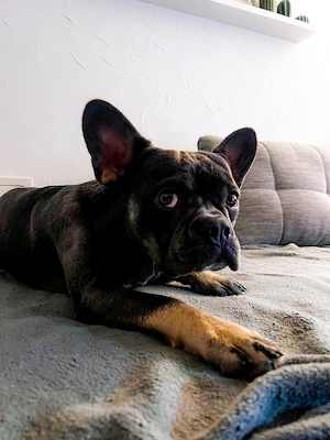 Französische Bulldogge  Mo  (1.5 Jahre) sucht erfahrenes Zuhause