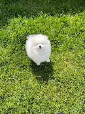 Pomeranien Zwergspitz Welpen