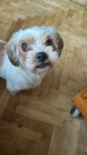 Gretchen, klein, süß, sucht kuscheliges Zuhause