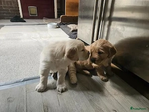 Golden-Retriever-Welpen sind bereit, das Nest zu verlassen!