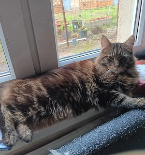 Maine Coon  Waldkatzen Mix Kater 