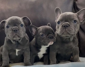 Französische Bulldoggen Welpen 