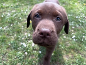 Labrador Welpe sucht noch ein schönes Zuhause