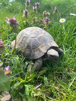 Zwei männl. Griechische Landschildkröten mit Papiere