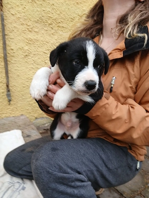 Border Collie Mischlingswelpen 