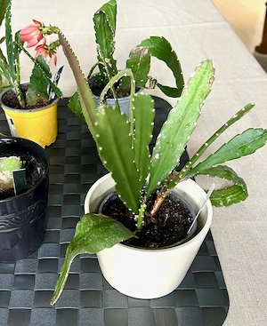 Kakteen, Zimmerpflanzen, Epiphyllum, Kugelkaktus
