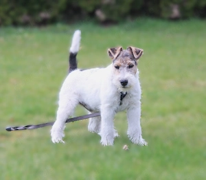 Drahthaar Foxterrier 3 Monate.