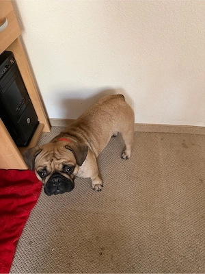 französische bulldogge 