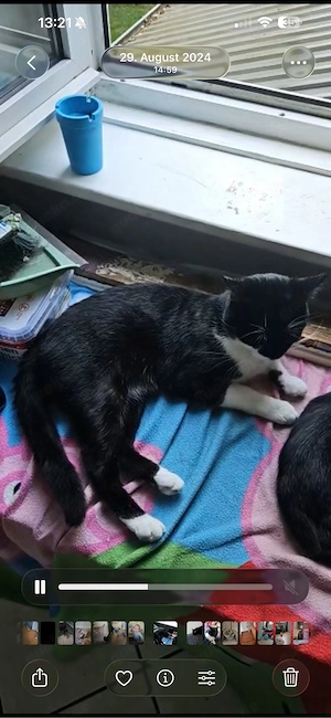 wunderschöner kater 