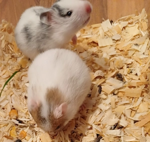 Goldhamster Jungtiere goldfarben braun weiss Schokofarben