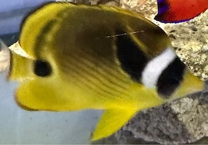 Meerwasser Fisch Futter Artemia und mysis