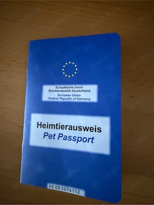 französische bulldogge 