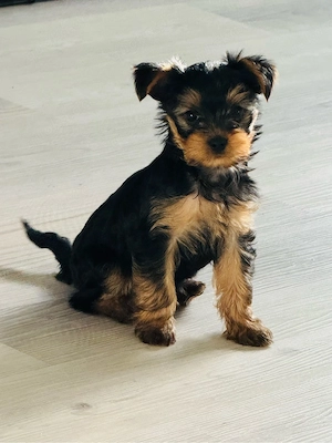 Mini Yorkshire Terrier Welpen   3 Jungen sofort abgabebereit   sehr klein
