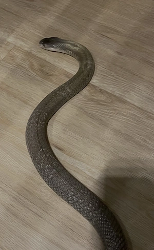 Naja kaouthia  1.1 Granit 