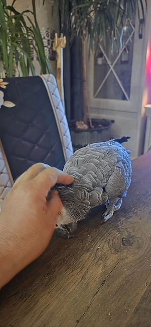 graupapagei Paar abzugeben