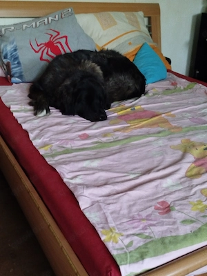 Leonberger Hündin ca. 1 Jahr  Bild 2