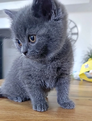 Britisch-Kurzhaar Babykater sucht ein Liebevolles Zuhause