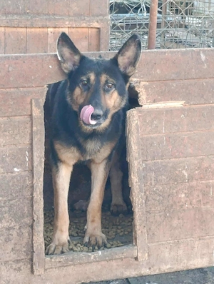Pinki - schenkst du ihm ein Zuhause für immer?