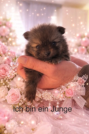 Pomeranian zwergspitz