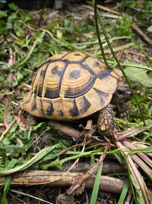 Rotflügelsittich Hahn zu verkaufen
