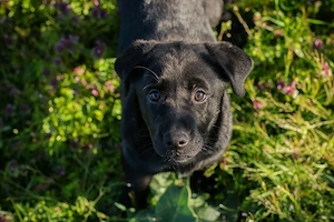 Chip-Nr. 267753 - Welpin - Ich bin lieb, verschmust, aufgeweckt, habe aber leider noch keine Familie