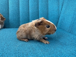 Meerschweinchen Babys Bild 5