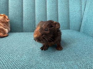 Meerschweinchen Babys Bild 4