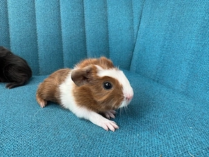 Meerschweinchen Babys Bild 2