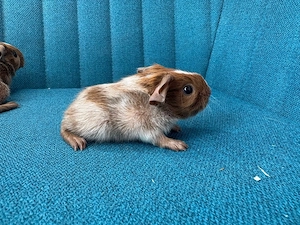 Meerschweinchen Babys Bild 3