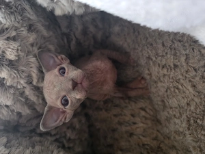 Wunderschöne Sphynx Kitten 
