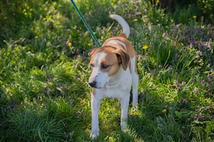 *MOGLI* - Ich bin lieb, zugänglich, offen und sozial Bild 3