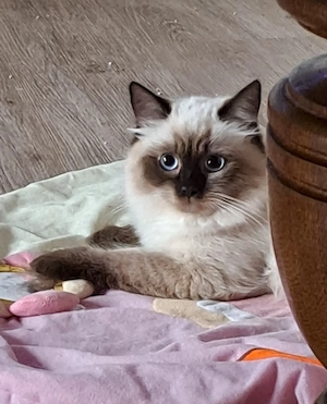 Neva masquerade sibirische weiblich Katze