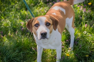 *MOGLI* - Ich bin lieb, zugänglich, offen und sozial