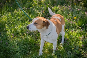 *MOGLI* - Ich bin lieb, zugänglich, offen und sozial Bild 6