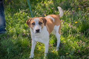 *MOGLI* - Ich bin lieb, zugänglich, offen und sozial Bild 4