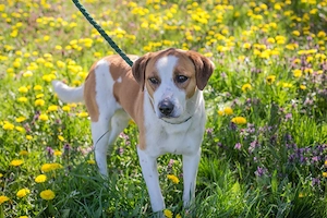 *MOGLI* - Ich bin lieb, zugänglich, offen und sozial Bild 8