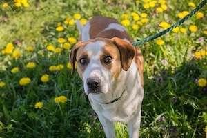 *MOGLI* - Ich bin lieb, zugänglich, offen und sozial Bild 7